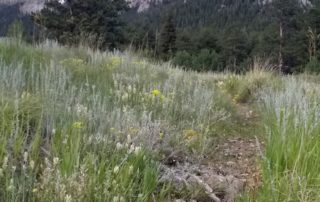 Path leading away at Ol' Barn Knoll