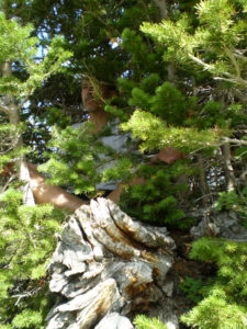 Man in tree