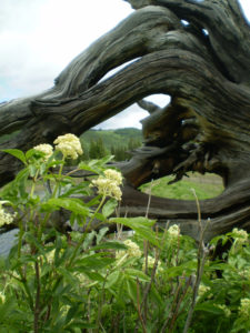 Root and flower