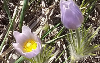 Pasque flowers