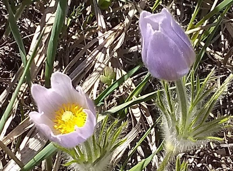 Pasque flowers